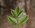 Ash leaves on bark background Royalty Free Stock Photo