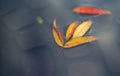 Ash leaves in a puddle in the rain bright autumn background.