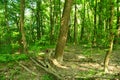 Ash,maple and many varieties of trees grow in this forest Royalty Free Stock Photo