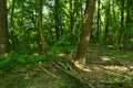 Ash,maple and many varieties of trees grow in this forest Royalty Free Stock Photo