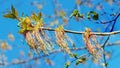 Ash maple in spring fresh leaves and flowering Royalty Free Stock Photo