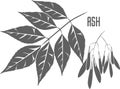 Ash medicinal tree vector illustration