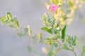 Ash Plant or Barometer Brush, Purple Sage Royalty Free Stock Photo