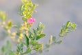 Ash Plant or Barometer Brush, Purple Sage Royalty Free Stock Photo