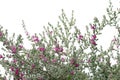 Ash Plant, Barometer Brush, Purple Sage, Texas Ranger Royalty Free Stock Photo