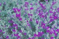Ash Plant, Barometer Brush, Purple Sage, Texas Ranger Flower , p Royalty Free Stock Photo