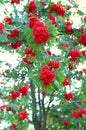 Ash (rowan) tree and ashberry (rowanberry). Royalty Free Stock Photo