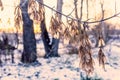 ash seeds at sunset. the beginning of winter