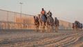 Ash-Shahaniyah, Qatar- March 21 2021 : Jockeys taking the camels for walk in the camel race tracks Royalty Free Stock Photo