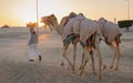 Ash-Shahaniyah, Qatar- March 21 2021 : Jockeys taking the camels for walk in the camel race tracks Royalty Free Stock Photo