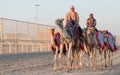 Ash-Shahaniyah, Qatar- March 21 2021 : Jockeys taking the camels for walk in the camel race tracks Royalty Free Stock Photo