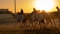 Ash-Shahaniyah, Qatar- March 21 2021 : Jockeys taking the camels for walk in the camel race tracks Royalty Free Stock Photo