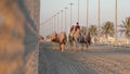 Ash-Shahaniyah, Qatar- March 21 2021 : Jockeys taking the camels for walk in the camel race tracks Royalty Free Stock Photo