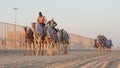 Ash-Shahaniyah, Qatar- March 21 2021 : Jockeys taking the camels for walk in the camel race tracks Royalty Free Stock Photo