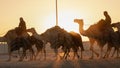 Ash-Shahaniyah, Qatar- March 21 2021 : Jockeys taking the camels for walk in the camel race tracks Royalty Free Stock Photo