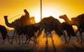 Ash-Shahaniyah, Qatar- March 21 2021 : Jockeys taking the camels for walk in the camel race tracks Royalty Free Stock Photo