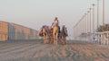 Ash-Shahaniyah, Qatar- March 21 2021 : Jockeys taking the camels for walk in the camel race tracks Royalty Free Stock Photo