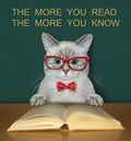 Cat ash smart reads book at desk