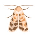 Ash sphinx moth or manduca jasminearum. Colorful cartoon illustration Royalty Free Stock Photo