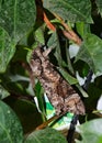 An Ash Sphinx moth, Manduca jasminearum, resting on a plant Royalty Free Stock Photo