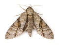 Ash Sphinx Moth