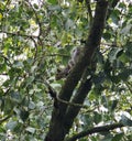 Ash squirrel, a pest that is very widespread in the UK Royalty Free Stock Photo