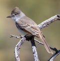 Ash Throated Flycatcher in Arizona