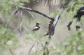 Ash Throated Flycatcher bird, Colossal Cave Mountain Park, Arizona Royalty Free Stock Photo