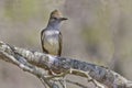 Ash-throated Flycatcher, Myiarchus cinerascens, perched Royalty Free Stock Photo