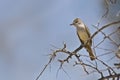 Ash-throated Flycatcher, Myiarchus cinerascens, in tree Royalty Free Stock Photo