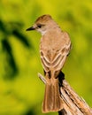 Ash-Throated Flycatcher poses on tree branch Royalty Free Stock Photo