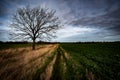 Ash tree in arable landscape Royalty Free Stock Photo