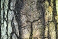 Ash tree bark background texture Royalty Free Stock Photo
