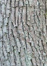 Ash tree bark Royalty Free Stock Photo