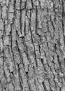 Ash tree bark Royalty Free Stock Photo