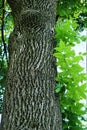 Ash tree bark and leaves Royalty Free Stock Photo