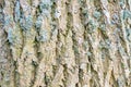 Ash tree bark textured detail Royalty Free Stock Photo