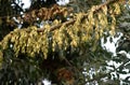 Ash Tree with beans inside. Autumun. Royalty Free Stock Photo