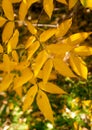 Ash tree bright yellow leaves