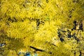 Ash tree close-up in autumn colour.