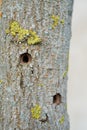 Ash tree damaged by the Asian longhorned beetle Royalty Free Stock Photo