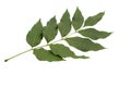 Ash tree (Fraxinus americana) leaf isolated on a white background. 12 Royalty Free Stock Photo