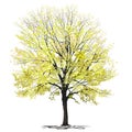 Ash-tree Fraxinus L. with yellow foliage