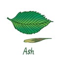Ash tree Fraxinus leaf and seed, hand drawn doodle, sketch Royalty Free Stock Photo