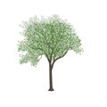 Ash-tree with green leaves Royalty Free Stock Photo