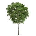 Ash Tree Isolated Royalty Free Stock Photo