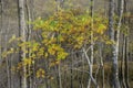 Ash tree with leaves changing colour growing in foggy birch woodland in autumn