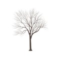 Ash-tree without leaves Royalty Free Stock Photo