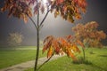 Ash tree at night with fog Royalty Free Stock Photo