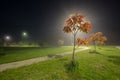 Ash tree at night with fog Royalty Free Stock Photo